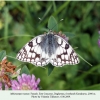 melanargia russiae daghestan female